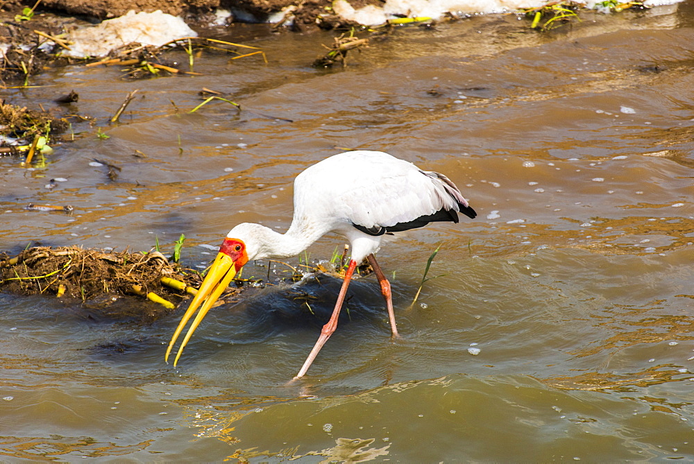 Yellow-billed stork (Mycteria ibis), Queen Elizabeth National Park, Uganda, East Africa, Africa