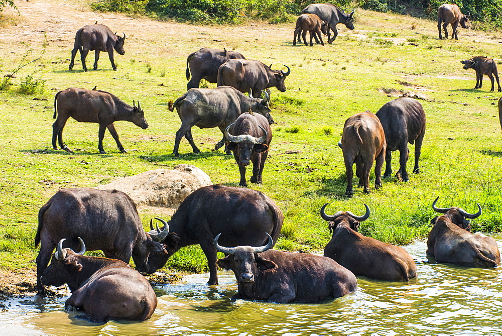 African buffalos (Cape buffalo) (Syncerus caffer), Queen Elizabeth National Park, Uganda, East Africa, Africa