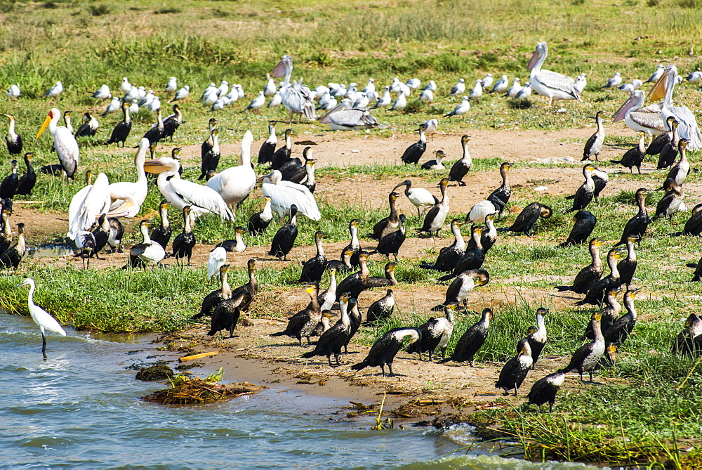 Flocks of birds on the Kazinga channel in Queen Elizabeth National Park, Uganda, Africa