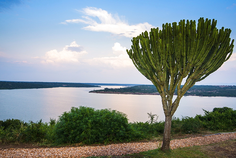 Cactus tree above the Kazinga Channel  linking Lake George and Lake Edward at sunset, Queen Elizabeth National Park, Uganda, East Africa, Africa