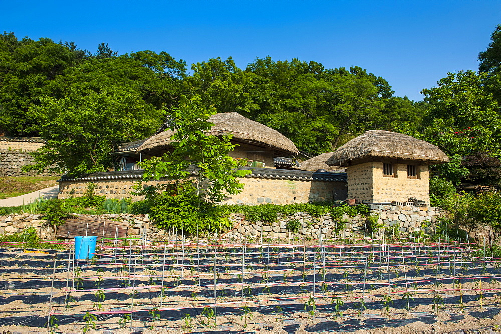 Field in front of traditional wooden houses in the Yangdong folk village near Gyeongju, South Korea, Asia