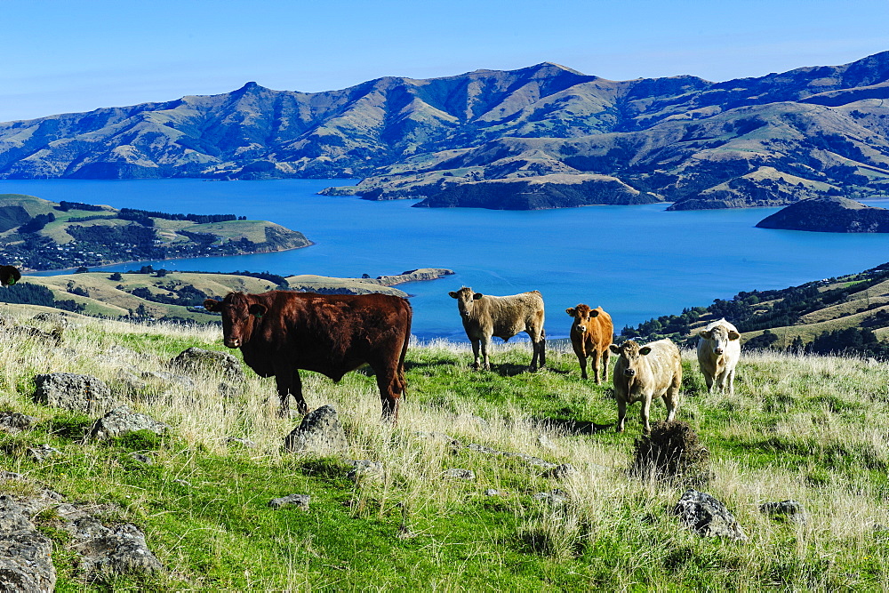 Cows grazing above the Akaroa harbour, Banks Peninsula, Canterbury, South Island, New Zealand, Pacific