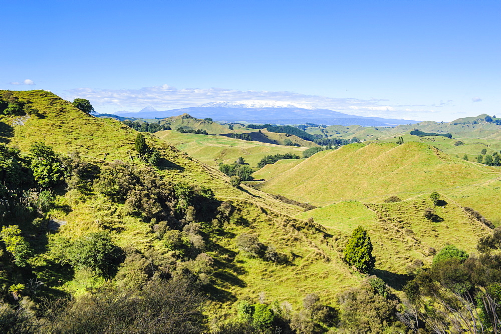 Green mounds with the Tongariro National Park in the background, North Island, New Zealand, Pacific