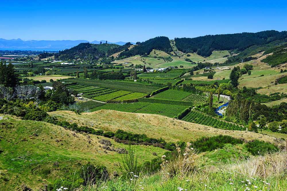 View over the lush valley of the Kahurangi National Park, South Island, New Zealand, Pacific