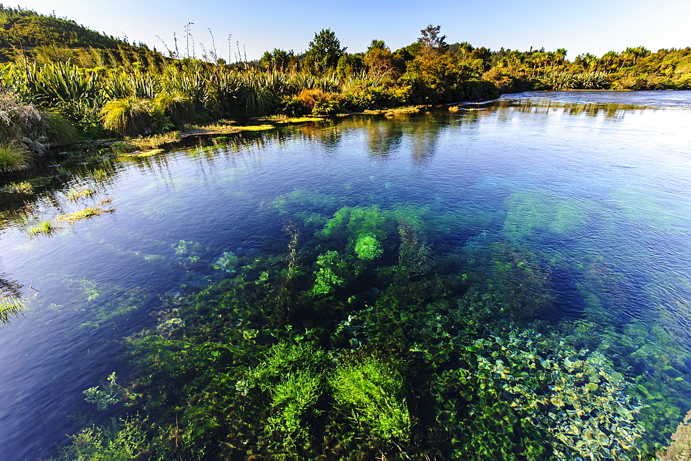 Te Waikoropupu springs declared as clearest fresh water springs in the world, Takaka, Golden Bay, Tasman Region, South Island, New Zealand, Pacific