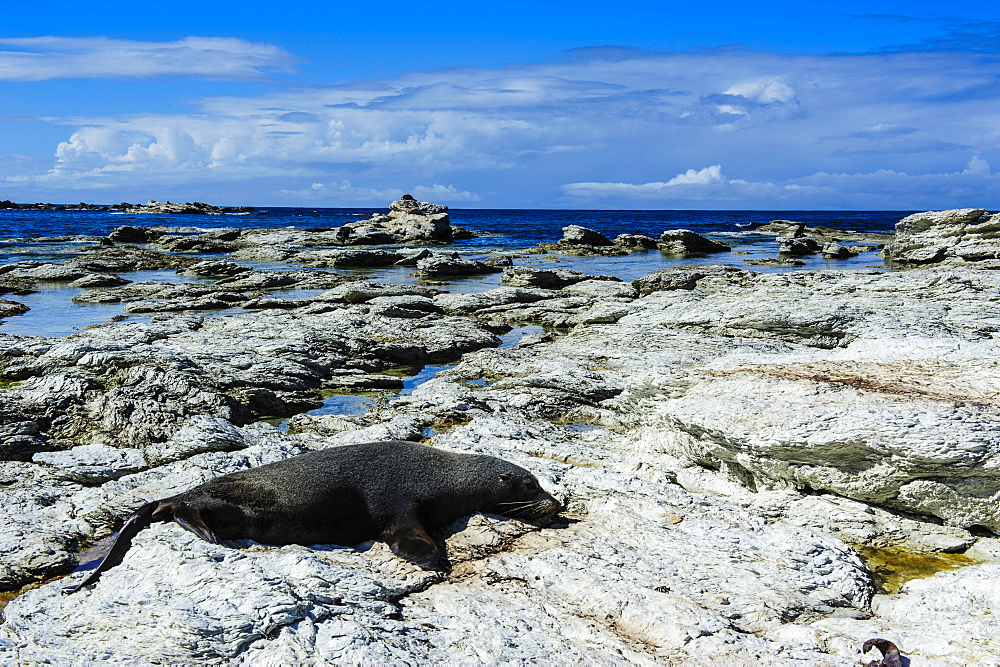 Fur seal (Callorhinus ursinus), Kaikoura Peninsula, South Island, New Zealand, Pacific