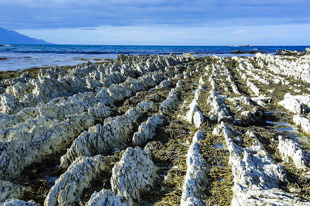 Beautiful limestone formations on the Kaikoura Peninsula, South Island, New Zealand, Pacific