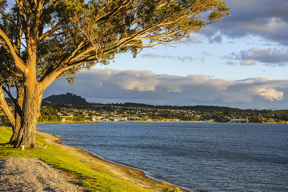 Late  afternoon light at sunset over the shores of Lake Taupo, North Island, New Zealand, Pacific