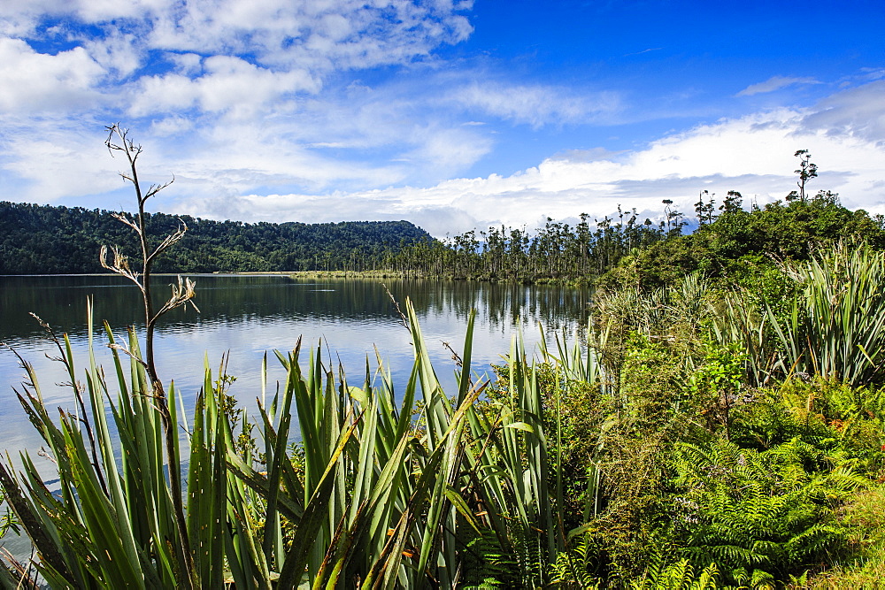 Okarito lagoon, large unmodified wetland along the road between Fox Glacier and Greymouth, South Island, New Zealand, Pacific 