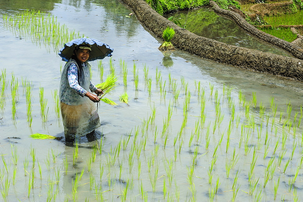 Woman planting in the rice terraces of Banaue, UNESCO World Heritage Site, Northern Luzon, Philippines, Southeast Asia, Asia