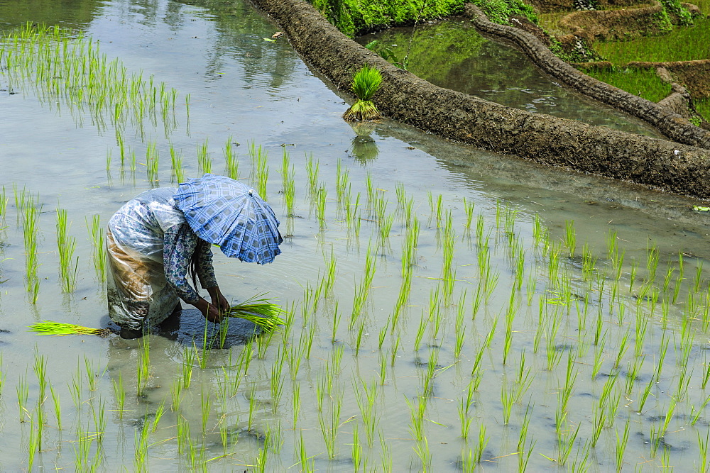 Woman harvesting, rice terraces of Banaue, UNESCO World Heritage Site, Northern Luzon, Philippines, Southeast Asia, Asia