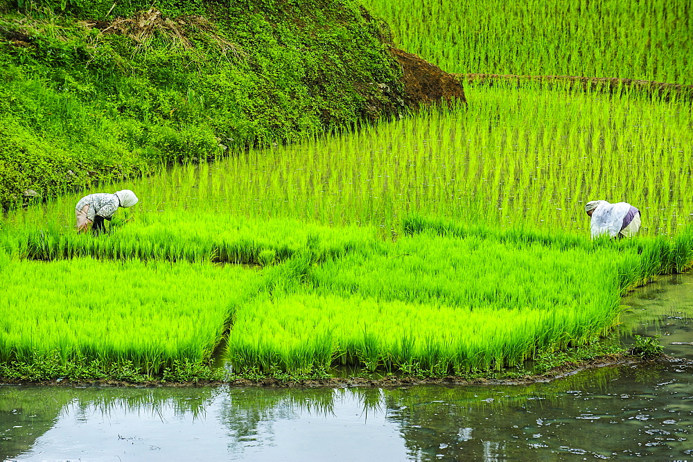 People harvesting in the rice teraces of Banaue, UNESCO World Heritage Site, Northern Luzon, Philippines, Southeast Asia, Asia