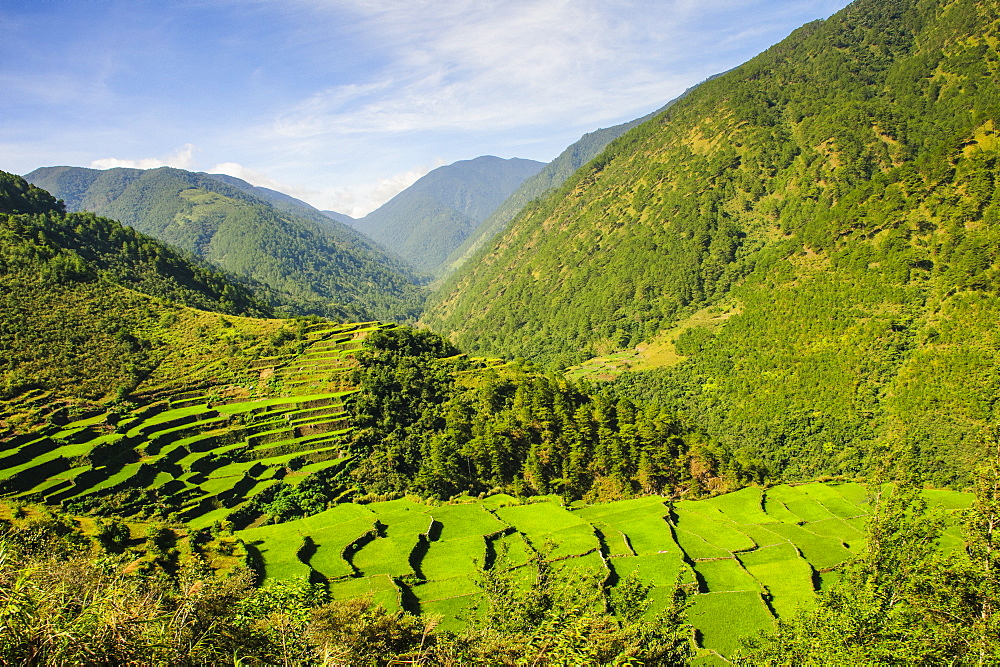 Along the rice terraces from Bontoc to Banaue, Luzon, Philippines, Southeast Asia, Asia