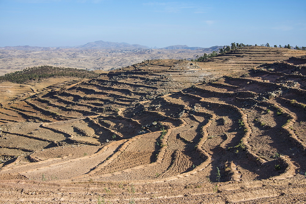 Terraced fields, Filfil, Eritrea, Africa