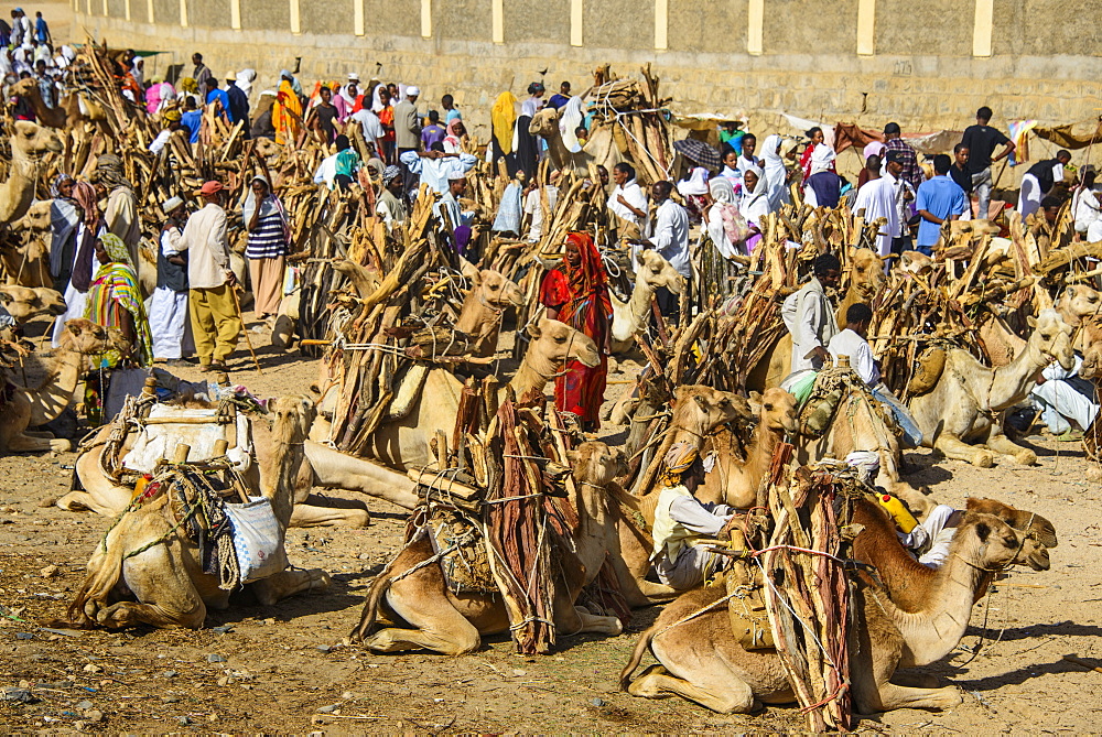 Camels loaded with firewood at the Monday market of Keren, Eritrea, Africa