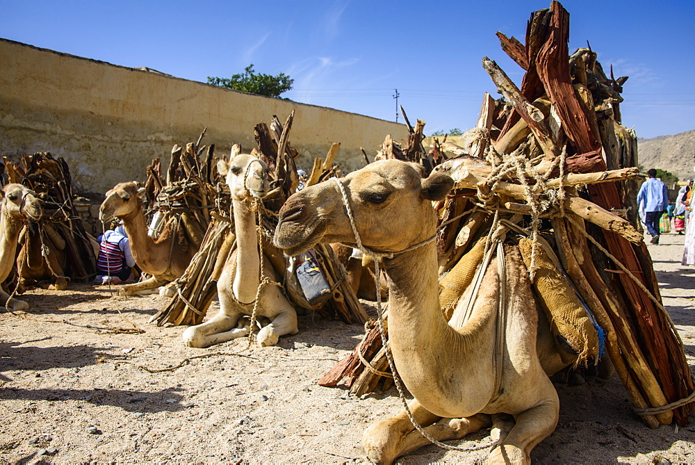 Camels loaded with firewood at the Monday market of Keren, Eritrea, Africa