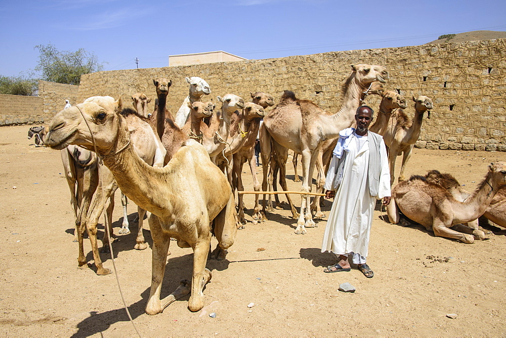 Man presenting his camels for sale at the camel market of Keren, Eritrea, Africa