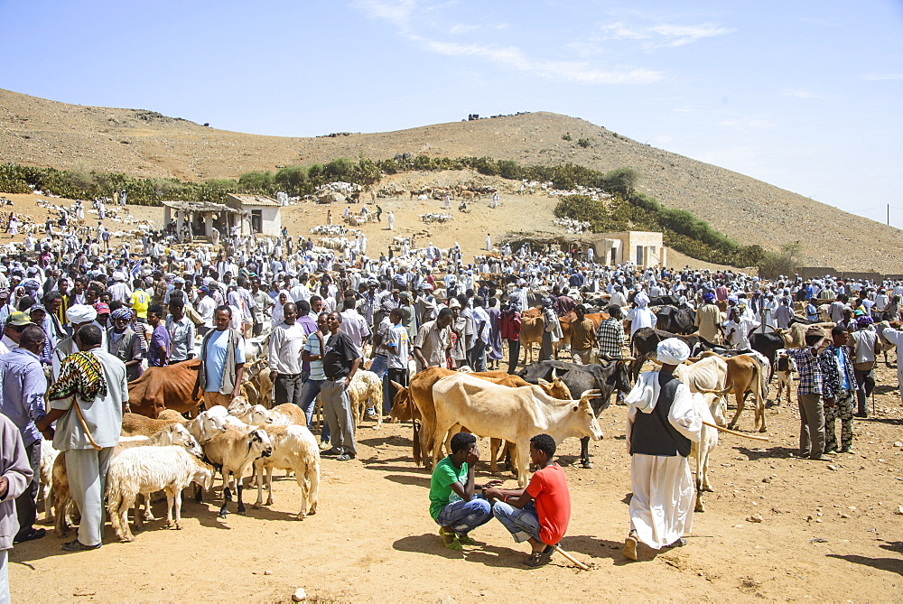 The Monday animal market of Keren, Eritrea, Africa