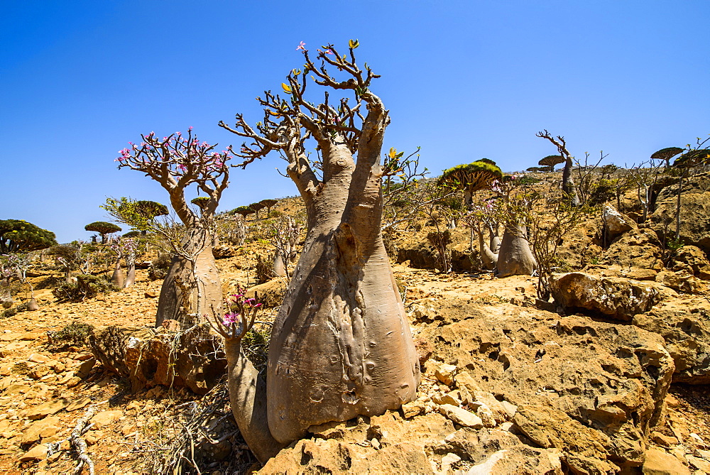 Bottle trees in bloom (Adenium obesum), endemic tree of Socotra, Homil Protected Area, island of Socotra, UNESCO World Heritage Site, Yemen, Middle East