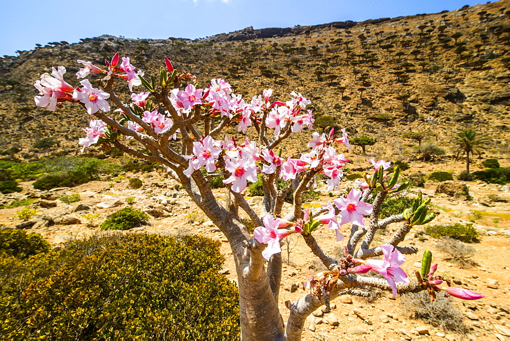 Bottle tree in bloom (Adenium obesum), endemic tree of Socotra, Homil Protected Area, island of Socotra, UNESCO World Heritage Site, Yemen, Middle East