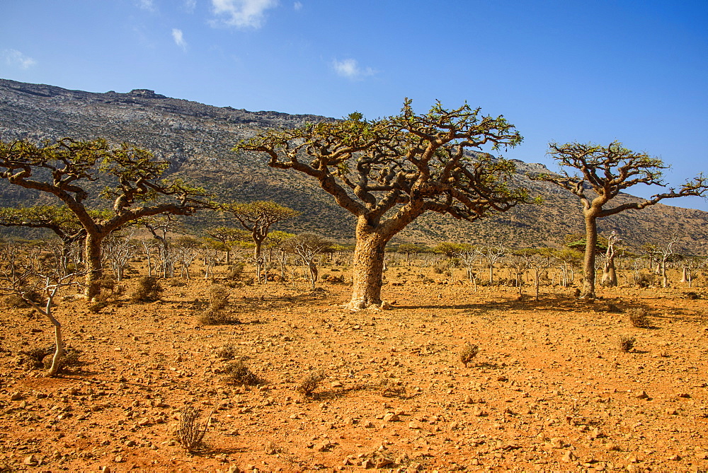 Frankincense trees (Boswellia elongata), Homil Protected Area, island of Socotra, UNESCO World Heritage Site, Yemen, Middle East