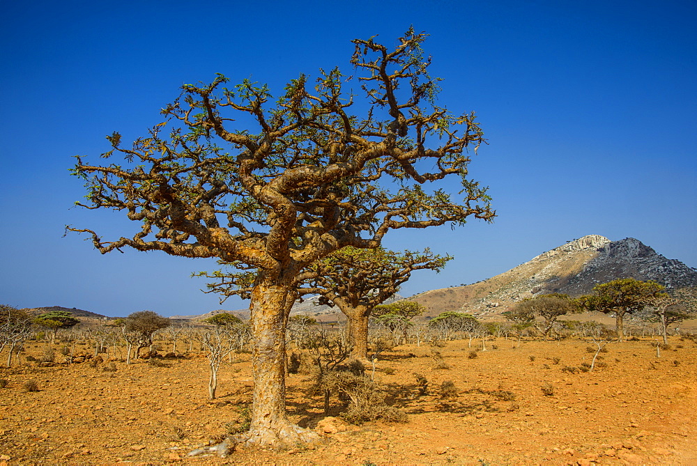 Frankincense trees (Boswellia elongata), Homil Protected Area, island of Socotra, UNESCO World Heritage Site, Yemen, Middle East