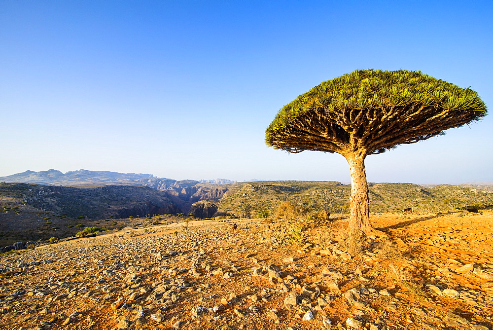 Dracaena cinnabari (the Socotra dragon tree) (dragon blood tree), Dixsam plateau on the island of Socotra, UNESCO World Heritage Site, Yemen, Middle East