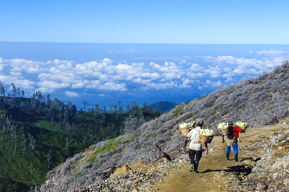 Workers carrying big pieces of sulphur out of the Ijen Volcano, Java, Indonesia, Southeast Asia, Asia