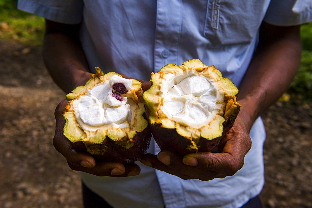 Man holding a open cocoa bean (cacao bean) (Theobroma cacao), Plantation Roca Monte Cafe, Sao Tome, Sao Tome and Principe, Atlantic Ocean, Africa