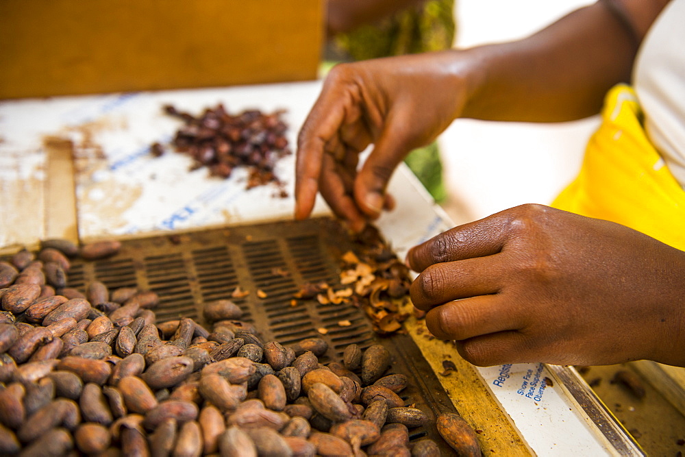 Women extracting chocolate from the cocoa beans, Plantation Roca Monte Cafe, Sao Tome, Sao Tome and Principe, Atlantic Ocean, Africa