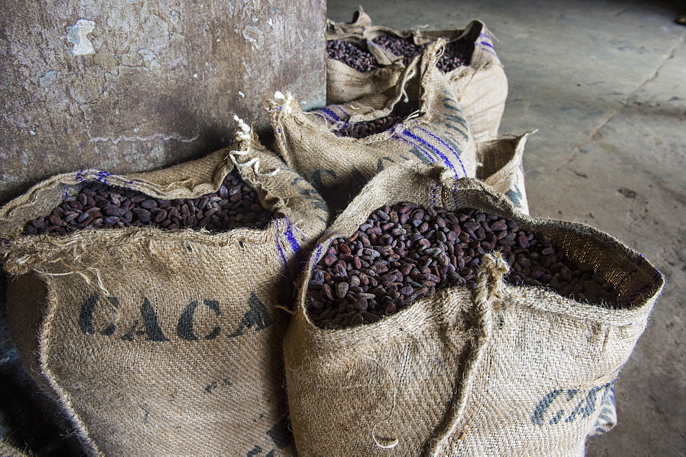 Bags full of cocoa beans, Cocoa plantation Roca Aguaize, East coast of Sao Tome, Sao Tome and Principe, Atlantic Ocean, Africa