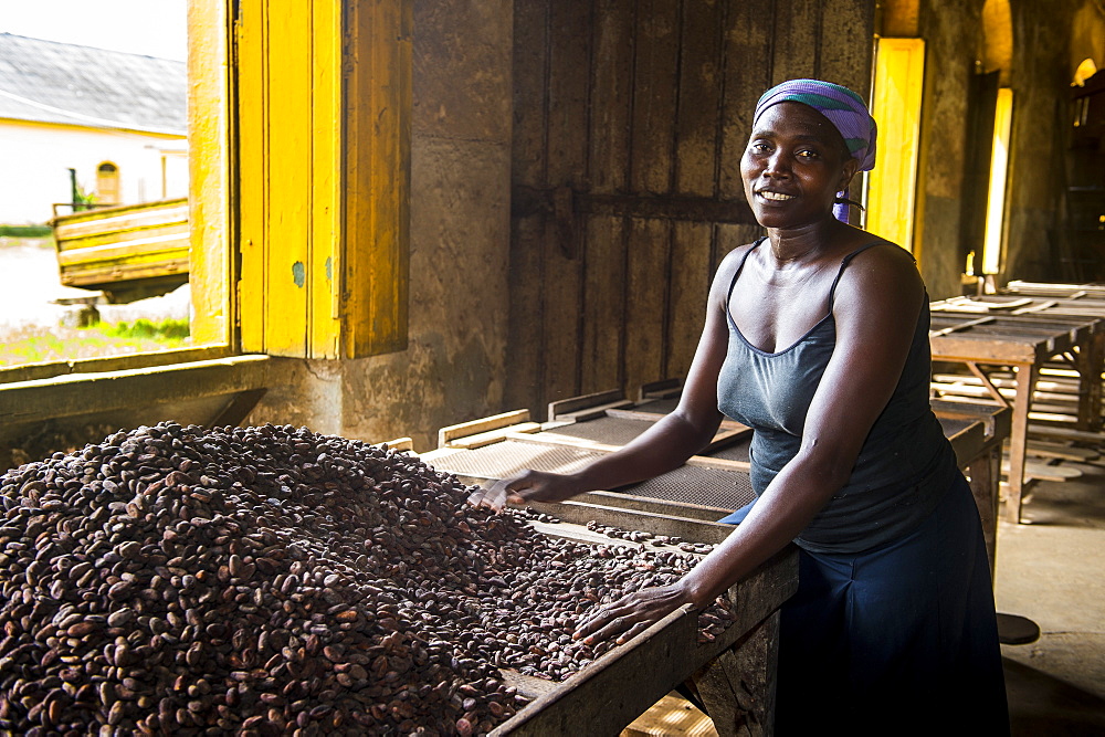 Woman collecting cocoa beans, Cocoa plantation Roca Aguaize, East coast of Sao Tome, Sao Tome and Principe, Atlantic Ocean, Africa