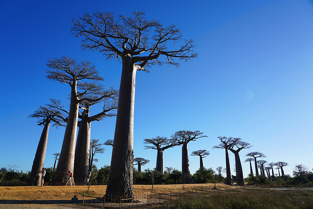 Allee des Baobabs (Avenue of the Baobabs), Morondava, Menabe region, Western Madagascar, Africa