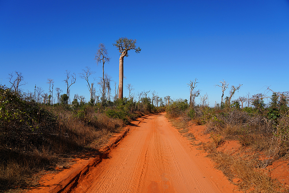 Allee des Baobabs (Avenue of the Baobabs), Morondava, Menabe region, Western Madagascar, Africa