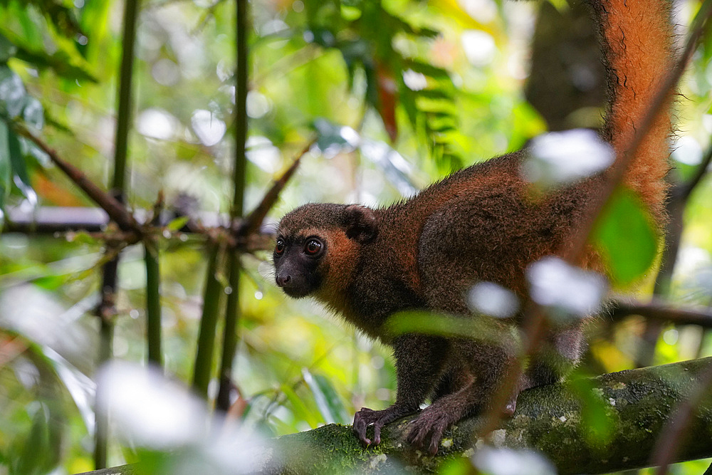 Greater bamboo lemur (Prolemur simus), Parc National de Ranomafana, Ranomafana, Central Madagascar, Africa