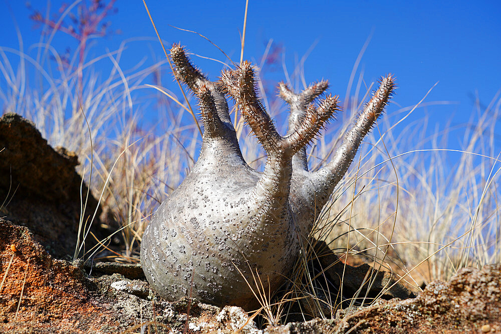 Elephants foot plant (Pachypodium rosulatum), Isalo National Park, Fianarantsoa province, Ihorombe Region, Southern Madagascar, Africa