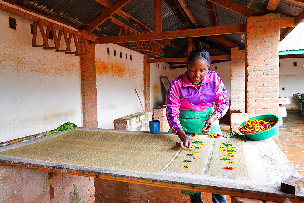 Antemoro paper atelier, making flower-embedded paper, Ambalavao, Fianarantsoa province, Ihorombe Region, Southern Madagascar, Africa