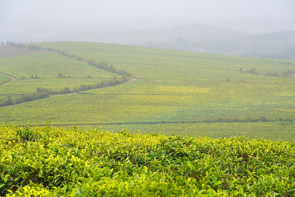 Sahambavy tea plantation, Fianarantsoa province, Ihorombe Region, Southern Madagascar, Africa