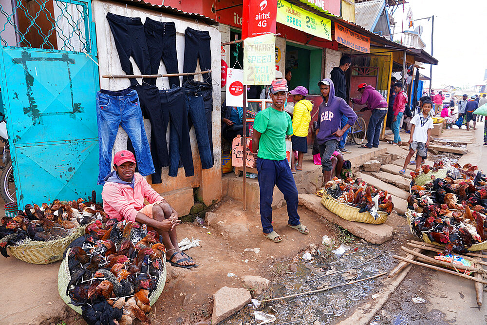 Chickens for sale at the weekly market at Behenjy, Antsirabe, Central Madagascar, Africa