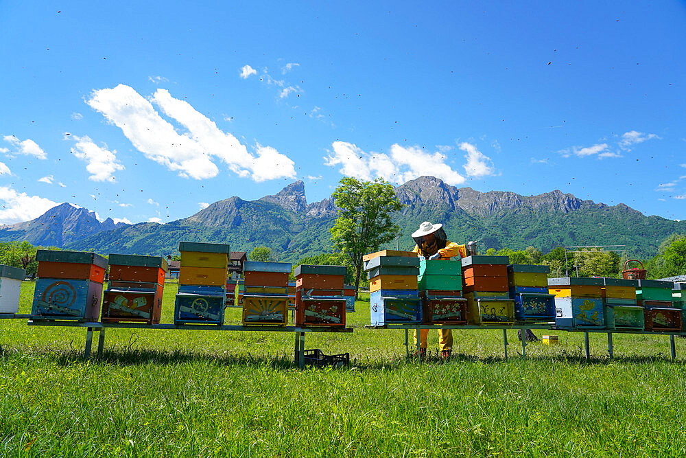 Carniolan honey bee hives in the Dolomites, Santa Giustina, Belluno, Italy, Europe