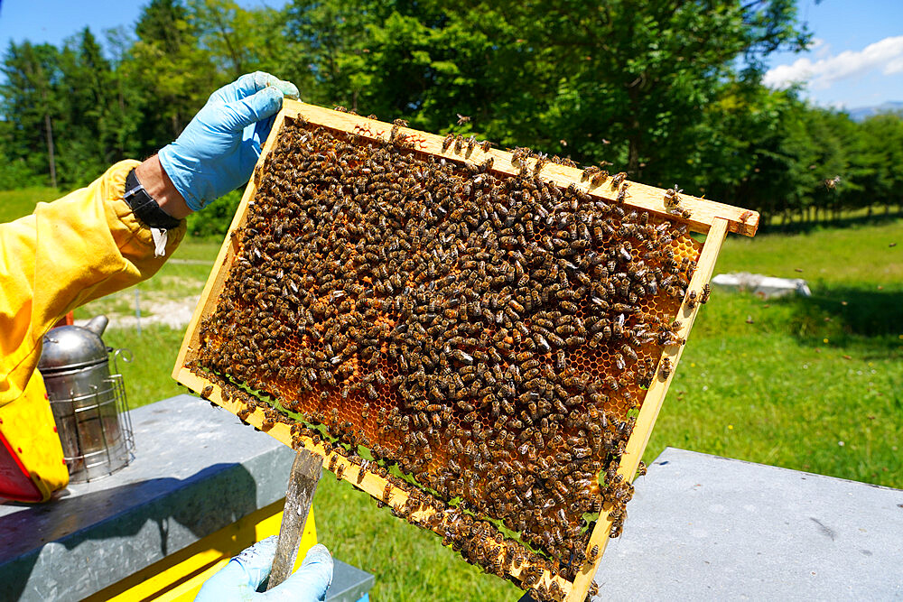 Carniolan honey bees, Santa Giustina, Belluno, Italy, Europe