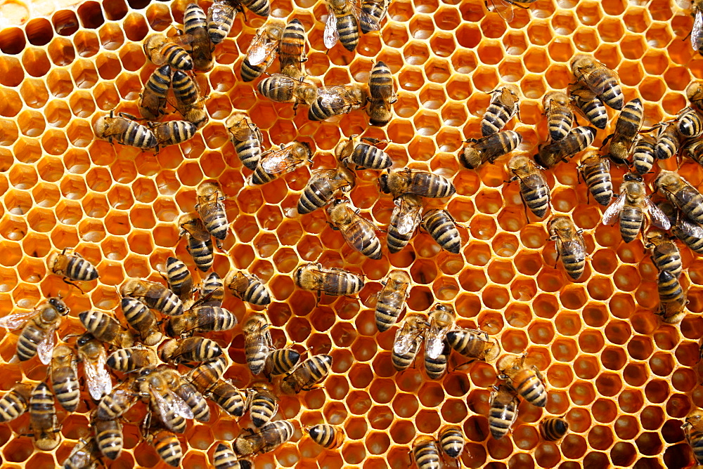 Carniolan honey bees, Santa Giustina, Belluno, Italy, Europe