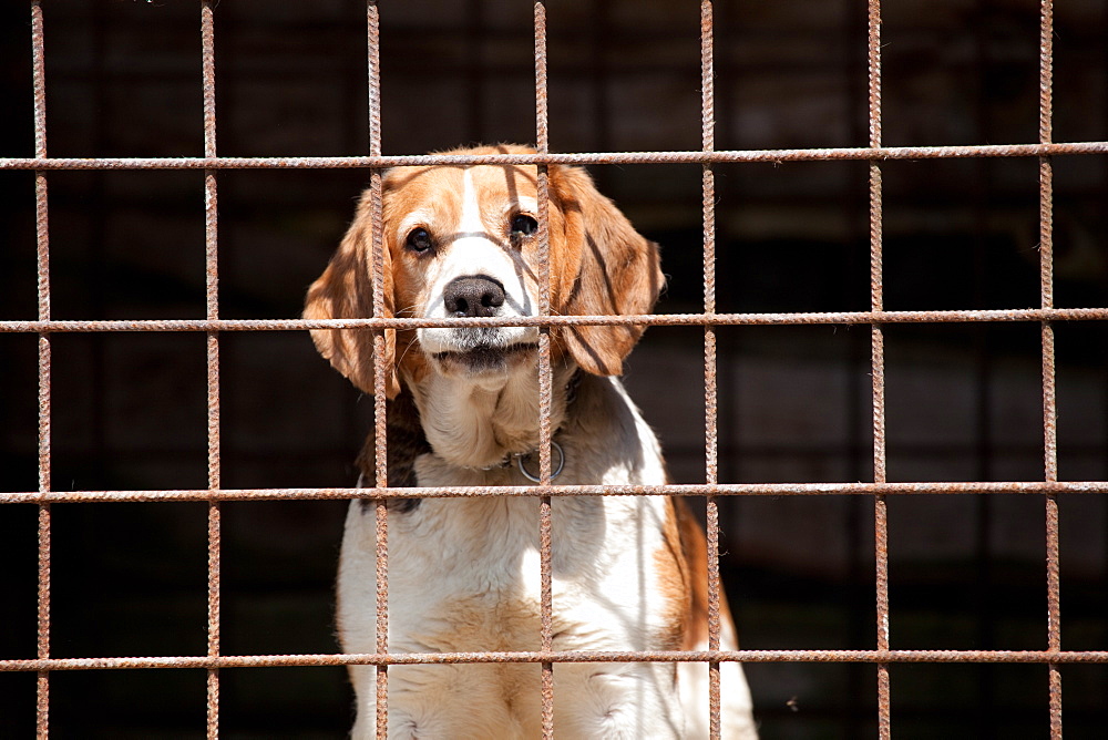 Dog in a cage, Belluno, Italy, Europe