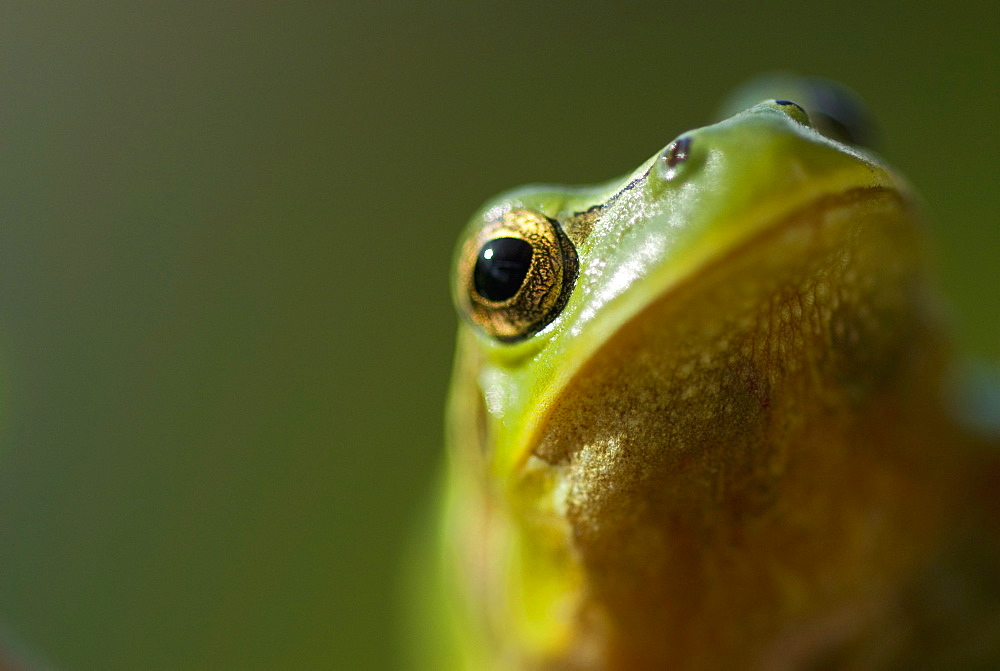 European tree frog (Hyla arborea), Venice, Italy, Europe