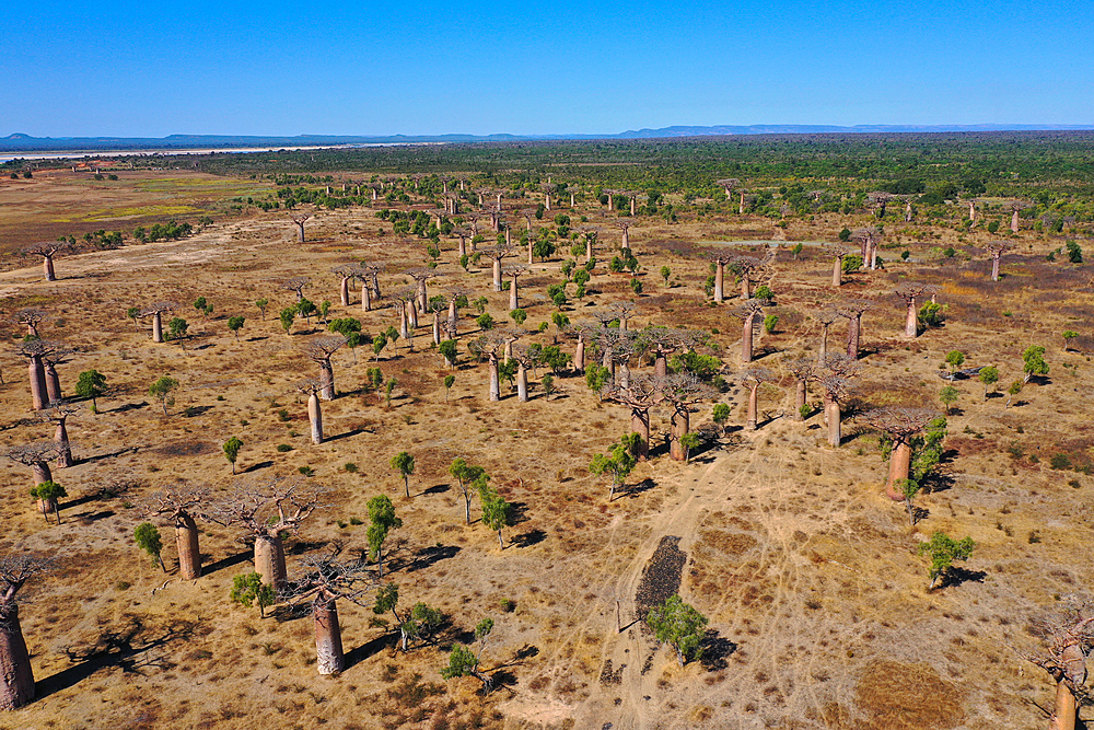 Baobab forest near Ambahikily Morombe district, Atsimo Andrefana Region, Madagascar, Africa