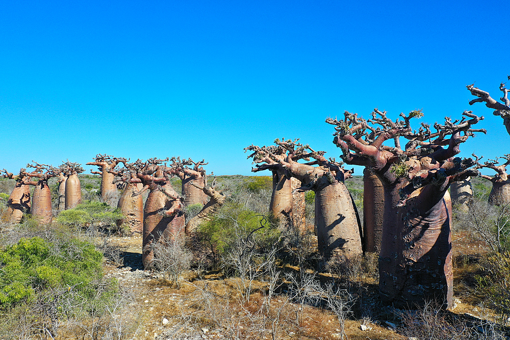 Baobab forest near Morombe, Atsimo Andrefana Region, Madagascar, Africa