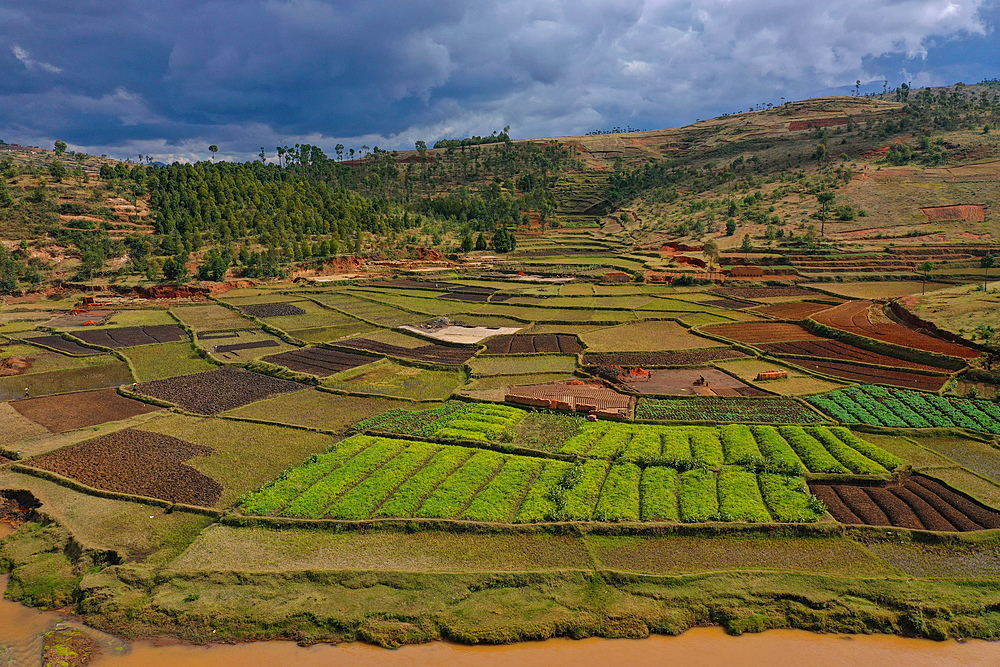 Vegetable cultivation and brick making on the rice fields, National Route RN7 between Antsirabe and Antananarivo, Madagascar, Africa