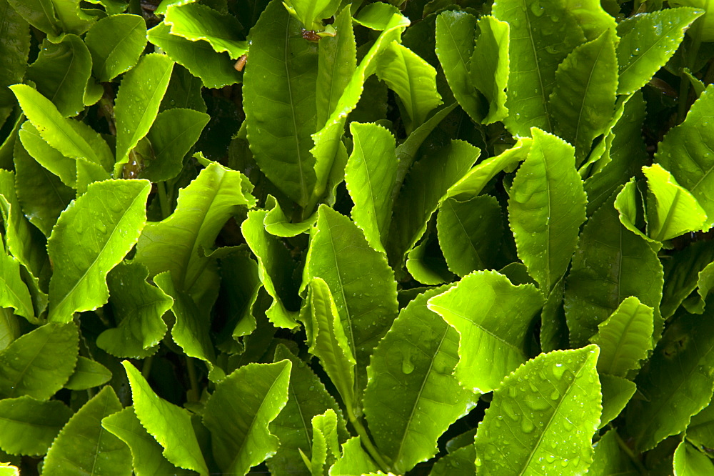 Close up of green tea leaves growing on the Makinohara tea plantation in Shizuoka, Japan