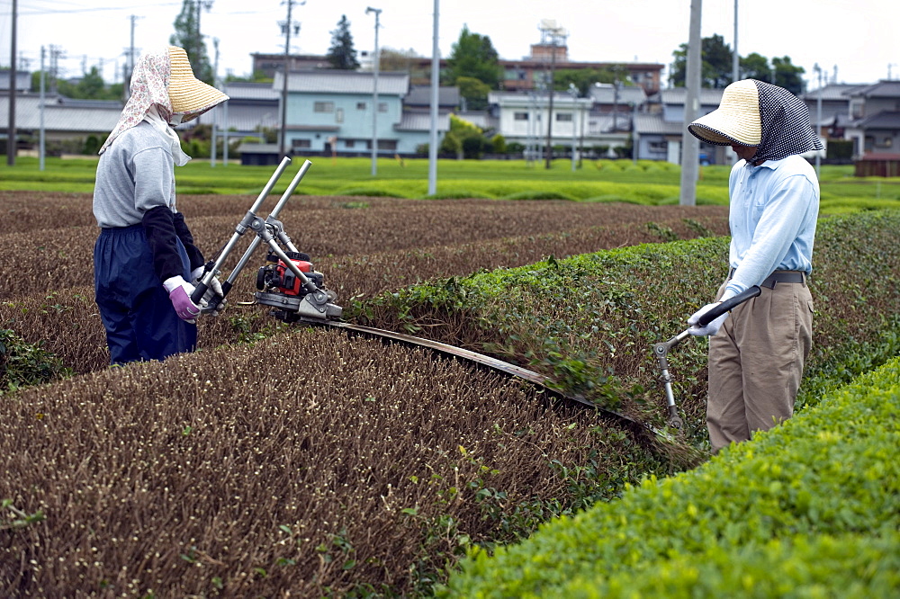 Green tea farmers pruning tea bushes in the Makinohara tea fields of Shizuoka Prefecture, Japan