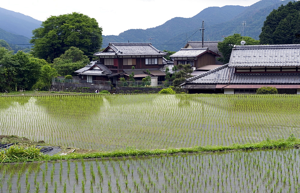 Newly planted rice seedlings in a flooded rice paddy in the rural Ohara village of Kyoto, Japan, Asia